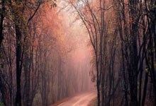 威士伯锦标赛首轮暂停米切尔等5人领先 谢奥菲勒T23.